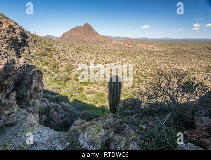 Die malerische Landschaft nach Norden von Dripping Springs entlang der Puerto Blanco Drive, Organ Pipe Cactus National Monument, South-Central Arizona, USA Stockfoto