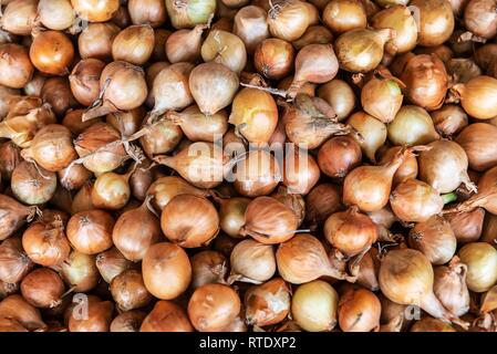 Gelbe Zwiebeln, Halle, Funchal, Madeira, Portugal Stockfoto