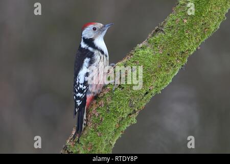 Mitte Buntspecht (Dendrocopus medius) auf einem Bemoosten Ast sitzt, Nordrhein-Westfalen, Deutschland Stockfoto