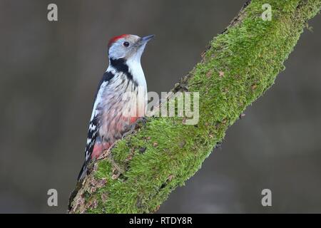 Mitte Buntspecht (Dendrocopus medius) auf einem Bemoosten Ast sitzt, Nordrhein-Westfalen, Deutschland Stockfoto