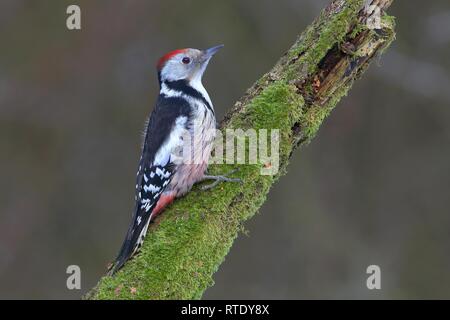 Mitte Buntspecht (Dendrocopus medius) auf einem Bemoosten Ast sitzt, Nordrhein-Westfalen, Deutschland Stockfoto