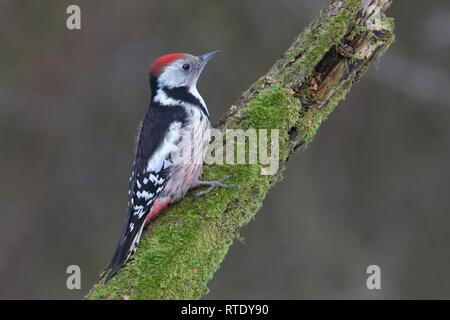 Mitte Buntspecht (Dendrocopus medius) auf einem Bemoosten Ast sitzt, Nordrhein-Westfalen, Deutschland Stockfoto