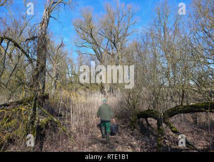 Criewen, Deutschland. 22 Feb, 2019. Norbert Mene, Jäger, Wanderungen durch die Wildnis im Nationalpark Unteres Odertal, eine gut versteckte Saufang trap. Die explodierenden Wildschweinpopulation in Brandenburg ist nicht nur eine Plage, sondern eine Gefahr. Je mehr Tiere, desto schneller die Afrikanische Schweinepest ausbreiten kann, sagen Experten. (Auf 'Rauschtrinken gegen die Afrikanische Schweinepest") Credit: Patrick Pleul/ZB/dpa/Alamy leben Nachrichten Stockfoto