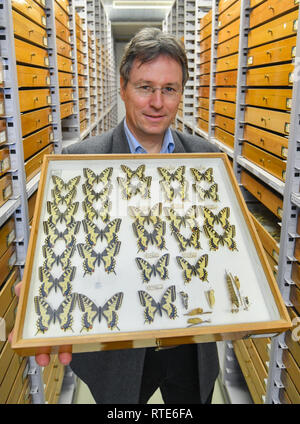 01. März 2019, Brandenburg, Müncheberg: Thomas Schmitt, Direktor des Senckenberg Deutschen Entomologischen Institut, zeigt eine Box mit den nativen Schmetterling der Arten Swallowtail (Zygaena Filipendulae) in der insektensammlung. Müncheberg ist einer der Standorte in der Region, wo spezielle Arbeiten an Insektenschutz fragen getan wird. Es ist die Heimat des Leibniz-Zentrum für Agrarlandschaftsforschung (ZALF) und des Senckenberg Deutschen Entomologischen Institut. Am gleichen Tag, dem Brandenburger Minister für Landwirtschaft und Umwelt, Vogelsänger (SPD), besuchte das ZALF com zu bekommen Stockfoto