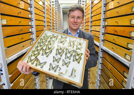 01. März 2019, Brandenburg, Müncheberg: Thomas Schmitt, Direktor des Senckenberg Deutschen Entomologischen Institut, zeigt eine Box mit den nativen Schmetterling der Arten Swallowtail (Zygaena Filipendulae) in der insektensammlung. Müncheberg ist einer der Standorte in der Region, wo spezielle Arbeiten an Insektenschutz fragen getan wird. Es ist die Heimat des Leibniz-Zentrum für Agrarlandschaftsforschung (ZALF) und des Senckenberg Deutschen Entomologischen Institut. Am gleichen Tag, dem Brandenburger Minister für Landwirtschaft und Umwelt, Vogelsänger (SPD), besuchte das ZALF com zu bekommen Stockfoto