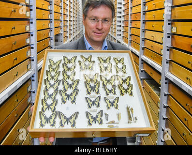 01. März 2019, Brandenburg, Müncheberg: Thomas Schmitt, Direktor des Senckenberg Deutschen Entomologischen Institut, zeigt eine Box mit den nativen Schmetterling der Arten Swallowtail (Zygaena Filipendulae) in der insektensammlung. Müncheberg ist einer der Standorte in der Region, wo spezielle Arbeiten an Insektenschutz fragen getan wird. Es ist die Heimat des Leibniz-Zentrum für Agrarlandschaftsforschung (ZALF) und des Senckenberg Deutschen Entomologischen Institut. Am gleichen Tag, dem Brandenburger Minister für Landwirtschaft und Umwelt, Vogelsänger (SPD), besuchte das ZALF com zu bekommen Stockfoto