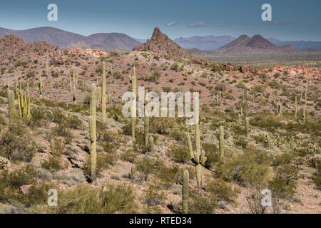 Die malerische Landschaft nach Norden von Dripping Springs entlang der Puerto Blanco Drive, Organ Pipe Cactus National Monument, South-Central Arizona, USA Stockfoto