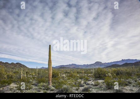 Malerische Landschaften entlang der Puerto Blanco Loop Drive, Organ Pipe Cactus National Monument, South Central Arizona, USA Stockfoto