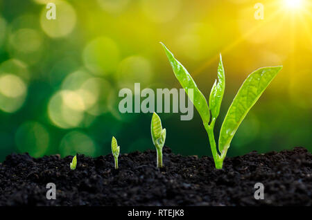 Entwicklung von sämlingwachstum Einpflanzen Sämlinge junge Pflanze im Morgenlicht auf Natur Hintergrund Stockfoto