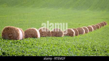 Heuballen in einem Rollfeld vom Ridgeway Pangbourne. Stockfoto