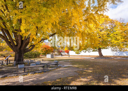 Herbst bunte Bäume vor dem Winter im Park von Südkorea. Stockfoto
