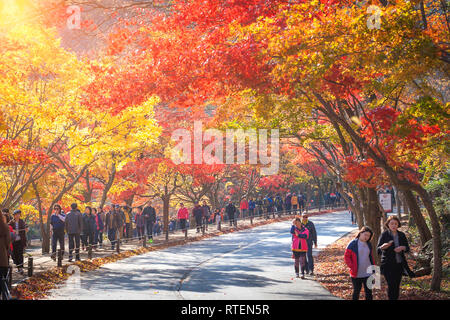 JEOLLABUK-DO, KOREA - November 10, 2014: Herbst Landschaft von Korea, naejangsan Nationalpark im Herbst, Südkorea am 10. November 2014. Stockfoto