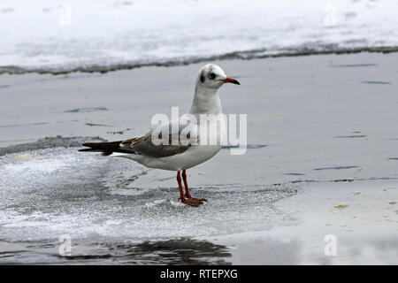 Schwarze Leitung Möwe auf zugefrorenen Fluss (Chroicocephalus ridibundus) Stockfoto