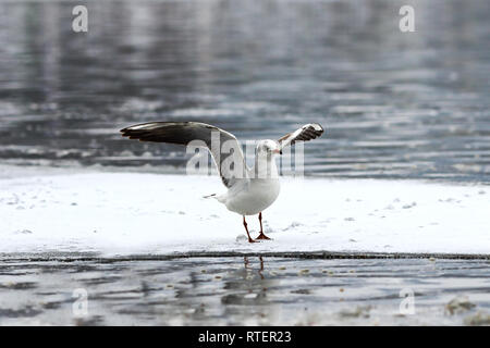 Chroicocephalus ridibundus auf eisigen Fluss, schwarze Leitung Möwe im Winter Gefieder Stockfoto