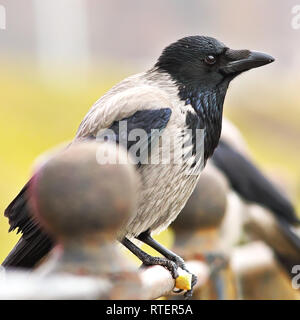 Nahaufnahme der Nebelkrähe (Corvus cornix) Stockfoto