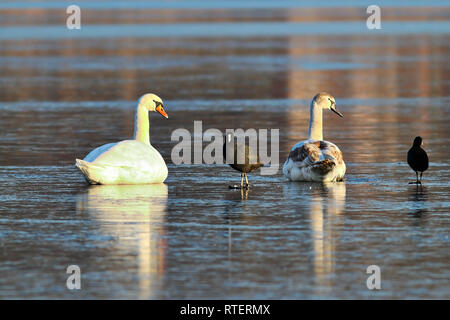 Gemeinsame blässhuhn auf vereisten See, stehend mit höckerschwäne (Fulica atra, Cygnus olor) Stockfoto