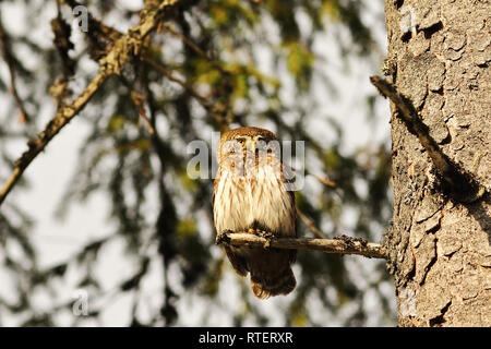 Eurasischen Sperlingskauz thront auf Zweig, Vogel im natürlichen Lebensraum Fichte (Glaucidium passerinum) Stockfoto