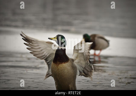 Männliche Stockente Schlagflügel auf vereisten Teich (Anas platyrhynchos) Stockfoto