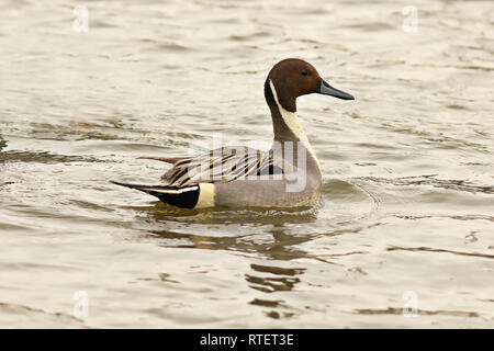 Northern pintail Schwimmen auf der Oberfläche (Anas acuta) Stockfoto