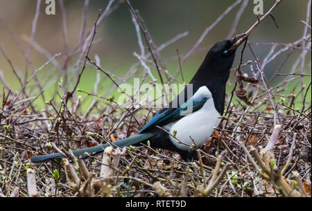 Eurasian Magpie (Pica Pica) herauf Zweige für ein Nest im Winter in West Sussex, UK. Stockfoto