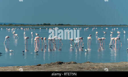 Rosa flamingo Sucht nach Essen im flachen Wasser. Finden Camargue. Frankreich Stockfoto