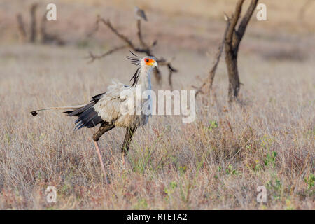 Einen erwachsenen Secretarybird Jagd in offenes Grasland, Ansicht schließen, Hochformat, Lewa Wüste, Lewa Conservancy, Kenia, Afrika Stockfoto