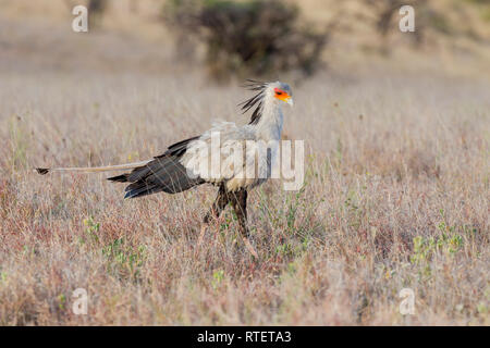 Einen erwachsenen Secretarybird Jagd in offenes Grasland, Ansicht schließen, Hochformat, Lewa Wüste, Lewa Conservancy, Kenia, Afrika Stockfoto