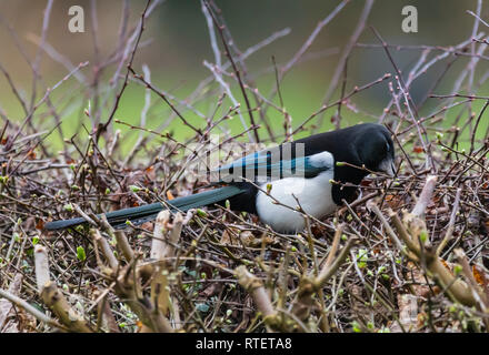 Eurasian Magpie (Pica Pica) herauf Zweige für ein Nest im Winter in West Sussex, UK. Stockfoto