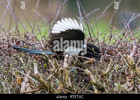 Eurasian Magpie (Pica Pica) herauf Zweige für ein Nest im Winter in West Sussex, UK. Stockfoto