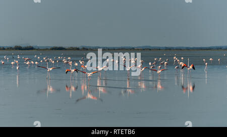 Rosa flamingo Sucht nach Essen im flachen Wasser. Finden Camargue. Frankreich Stockfoto