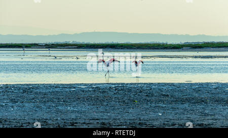 Rosa flamingo Sucht nach Essen im flachen Wasser. Finden Camargue. Frankreich Stockfoto