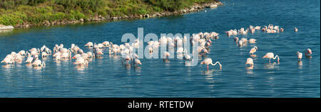 Rosa flamingo Sucht nach Essen im flachen Wasser. Finden Camargue. Frankreich Stockfoto