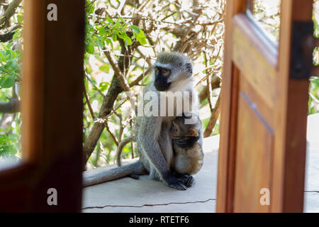 Einen weiblichen Erwachsenen Meerkatze bettete es Baby, auf der Terrasse sitzen, durch eine Tür, Ferienhaus bei Lewa Lewa Conservancy Wilderness, Kenia, Afrika Stockfoto