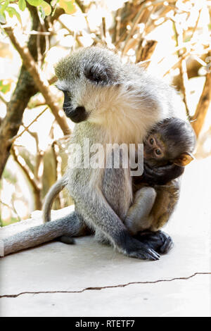 Einen weiblichen Erwachsenen Meerkatze bettete es Baby, sitzen auf der Terrasse ein Ferienhaus bei Lewa Lewa Conservancy Wilderness, Kenia, Afrika Stockfoto