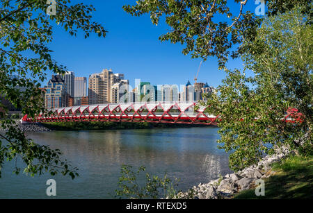 Die Brücke überspannt den Bow River in Calgary, Alberta. Die Fußgängerzone Peace Bridge wurde vom Stararchitekten Santiago Calatrava entworfen. Stockfoto