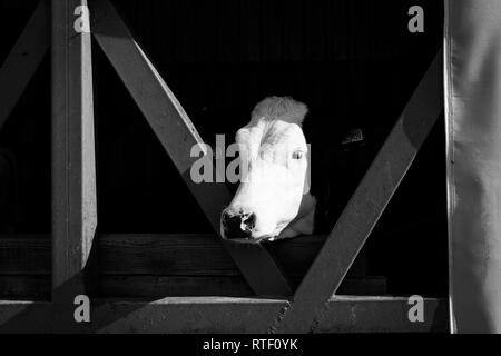 Die kleine Kuh Kopf außerhalb vom Bauernhof stabil. - Schwarz/Weiß-Bild Stockfoto