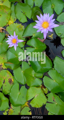 Zwei violette Lotusse blühen, mit dem Hintergrund der vielen grünen Lotus verlässt. Ansicht von oben. Stockfoto