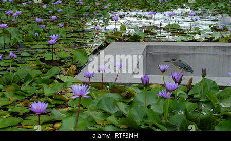 Ein Reiher ruht auf einem konkreten Bereich, in der Mitte von einem Teich voll mit blühenden lila Lotus. Stockfoto