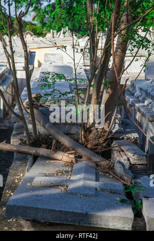 Havanna, Kuba - 08. Januar 2013: Der Friedhof von Havanna in Kuba. Ein Baum wächst durch die Marmor Grab. Stockfoto