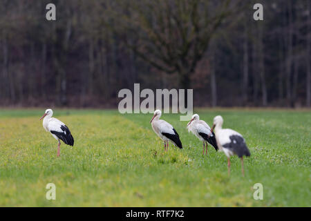 Vier natürliche Weißstörche (Ciconia ciconia) in grüne Wiese Stockfoto