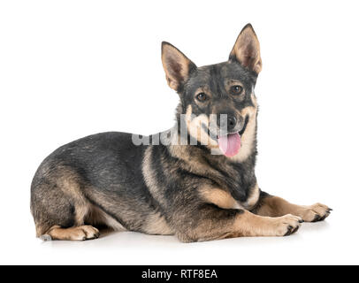 Schwedischer Vallhund vor weißem Hintergrund Stockfoto