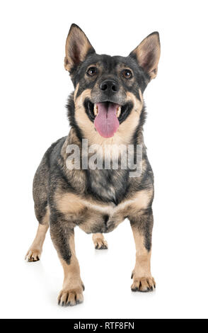 Schwedischer Vallhund vor weißem Hintergrund Stockfoto