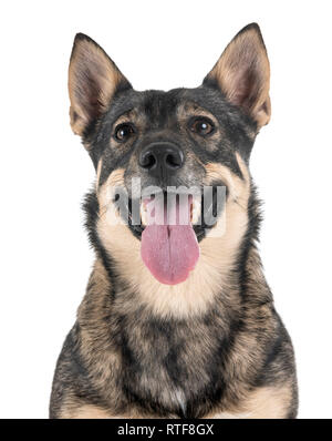 Schwedischer Vallhund vor weißem Hintergrund Stockfoto