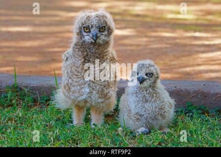 Kap Eagle-Owl (Bubo capensis), zwei junge Tiere auf dem Boden sitzend, Namibia Stockfoto