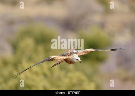 Rotmilan (Milvus milvus), erwachsenen Tier im Flug, Pyrenäen, Spanien Stockfoto