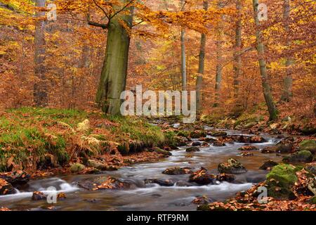 Ilse Gebirgsbach fließt durch autumnally farbige Laubwälder, Harz, Sachsen-Anhalt, Deutschland Stockfoto