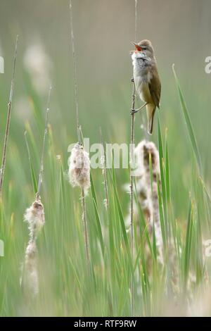 Große Teichrohrsänger (Acrocephalus arundinaceus), erwachsenen Vogel singen auf ein Rohr Stiel, Bezirk verhalten, Sachsen, Deutschland Stockfoto