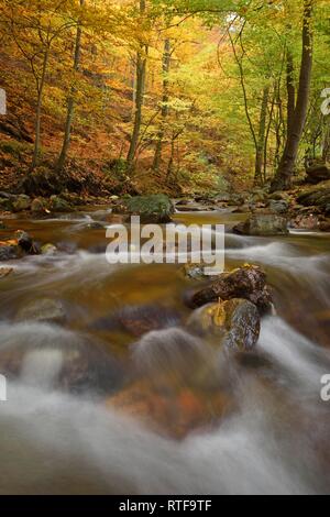 Mountain Creek Ilse fließt durch autumnally farbige Laubwälder, Harz, Sachsen-Anhalt, Deutschland Stockfoto