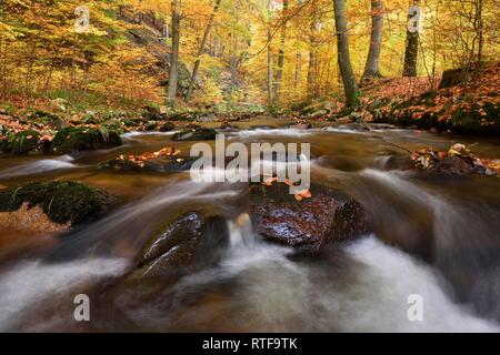 Mountain Creek Ilse fließt durch autumnally farbige Laubwälder, Harz, Sachsen-Anhalt, Deutschland Stockfoto