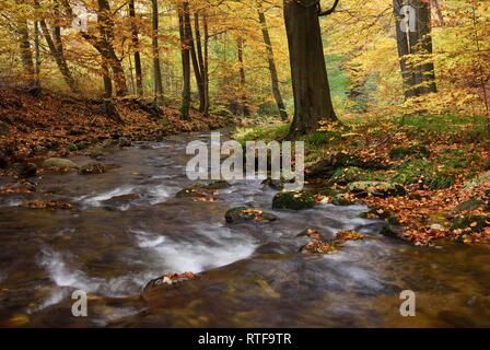 Mountain Creek Ilse fließt durch autumnally farbige Laubwälder, Harz, Sachsen-Anhalt, Deutschland Stockfoto